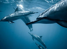 九游娱乐官网：让游戏体验触手可及的综合娱乐平台